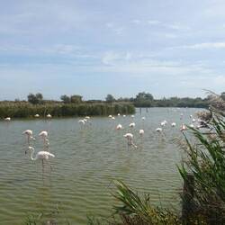 Und viele Flamingos mehr im Park der Vögel