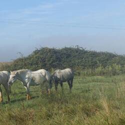Die berühmten weißen Pferde der Camargue