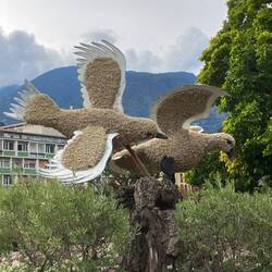Änte, Möwe oder Tuube...mer weiss nöd rächt🤷🏻‍♂️