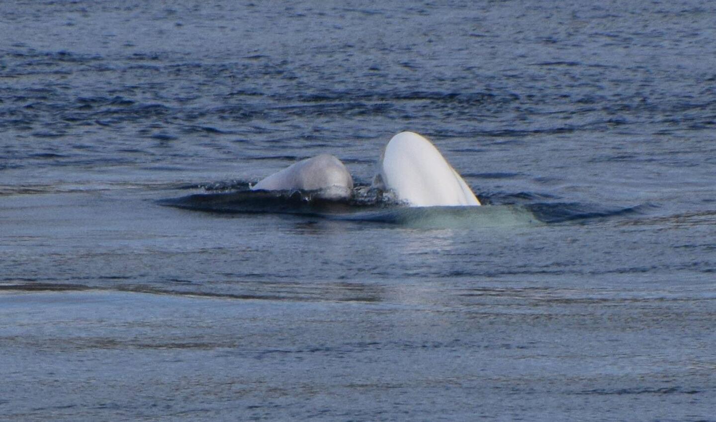 Beluga-Mutter mit Baby