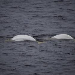 Beluga-Wale