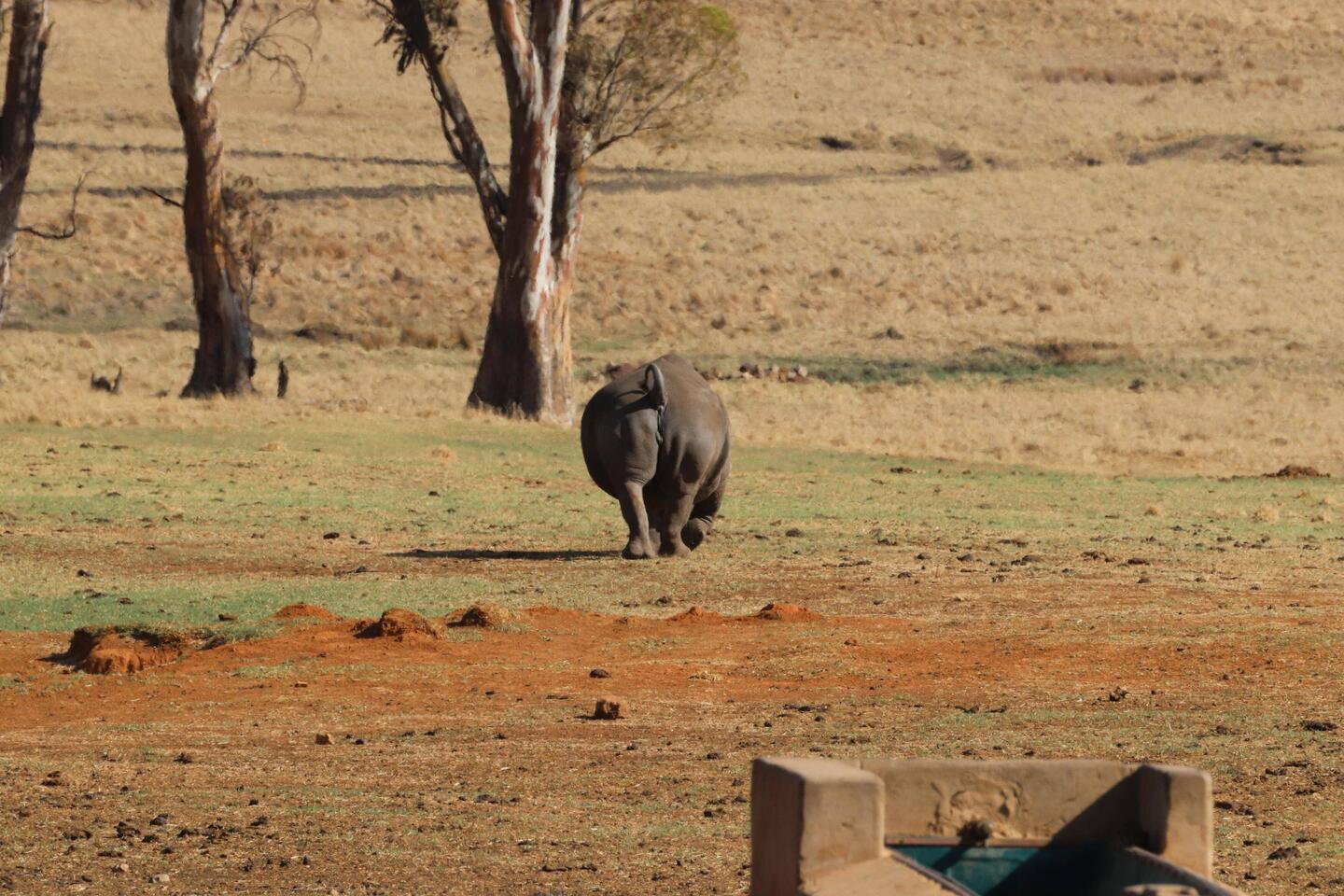 Ein Nashorn oder dickes Einhorn. Aus diesem Blickwinkel schwer zu sagen =)