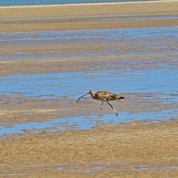 Eastern Curlew