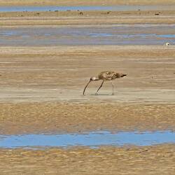 Eastern Curlew