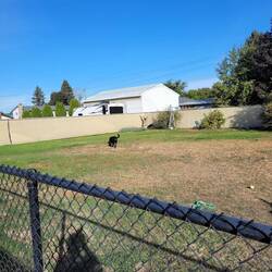 Puppies checking out who's been in yard overnight.