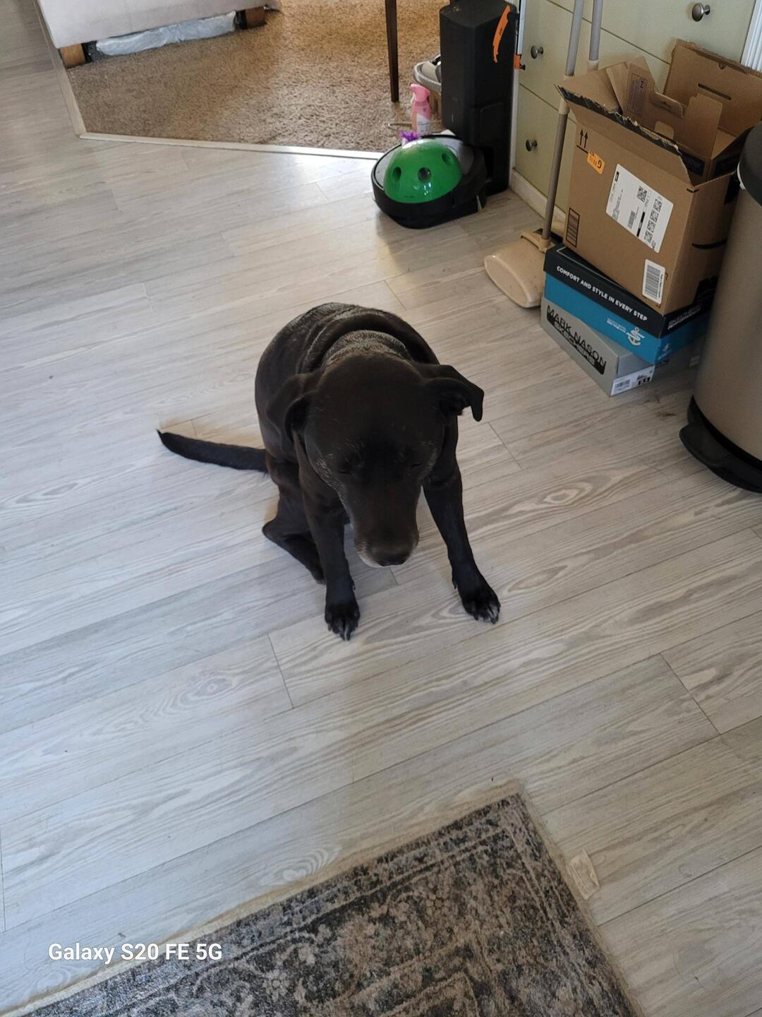 Floki getting ready to go out with Grandma.