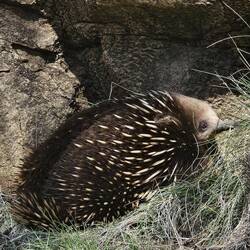 Saw this Echidna crossing the street. It's one of the few mammals to lay an egg.