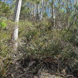 Can you find the Kangaroo ?