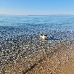 Deus liebt das Wasser aber nicht das Salz. Bähhhh