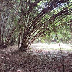 ....unglaublicher Bambuswald😊