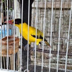Sehr schön....leider in einem Käfig