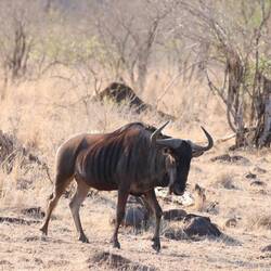 Das ist ein Gnu