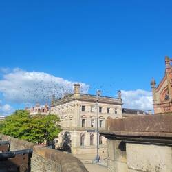 The pigeons were wild. Every few minutes,hundreds would fly overhead anthen return to the same spot.