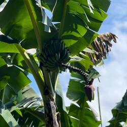 Bananenstaude