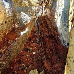 Die Natur holt sich den Platz zurück