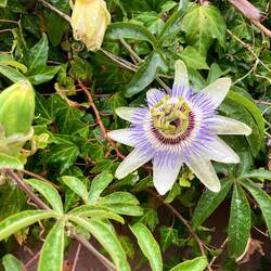 Passion flower