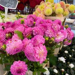 Wonderful Dahlias