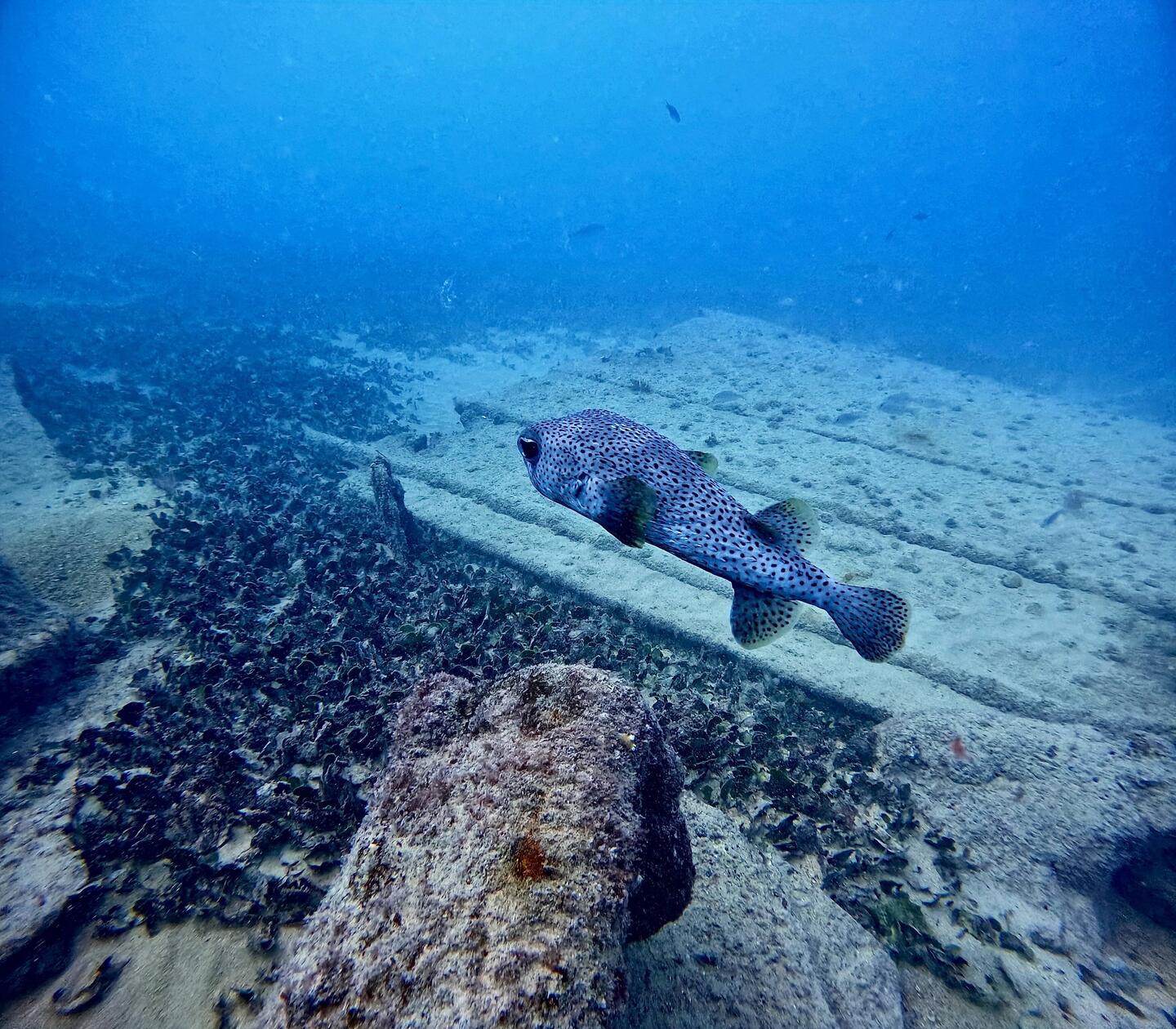 Porcupine Fish in Spotlight
