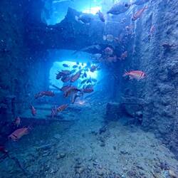 Ab durchs Bug vom Schiff 🤿