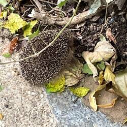Baby Hedgehog in Parc de Belleville