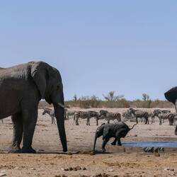 Der Abstieg ist ganz schön schwer, wenn man so klein ist