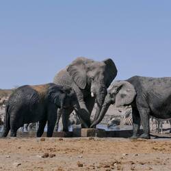 Erinnert ein bisschen an Eimersaufen auf Malle...