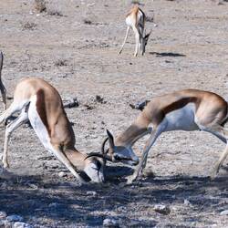 Zwei streitende Springböcke