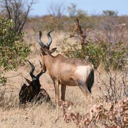 Ein Kuhantilopen-Paar