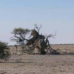 Der Baum ist fast völlig von einem gigantischen Vogelnest überzogen