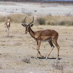 Ein männliches Schwarzgesicht-Impala mit beeindruckenden Geweih