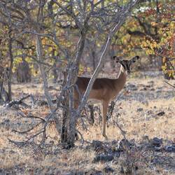 Ein scheues weibliches Schwarzgesicht-Impala