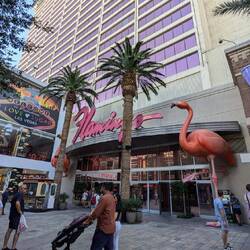 The Flamingo