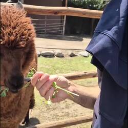 Wie cool sind diese Tiere?!