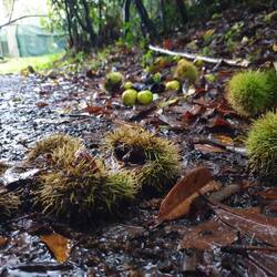 Apples and chestnuts strewn along our path.
