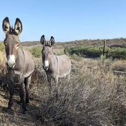 Wilde Esel (Burros) leben hier