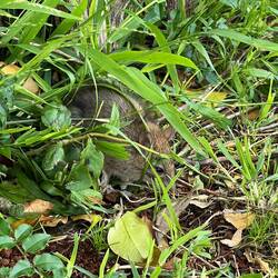 Eine kleine Ratte 🐀