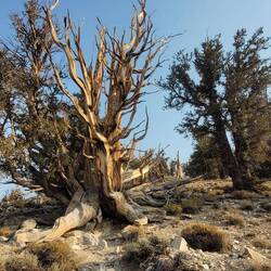 Bristlecone pines, the oldest living trees in three world (+4'000 years old)