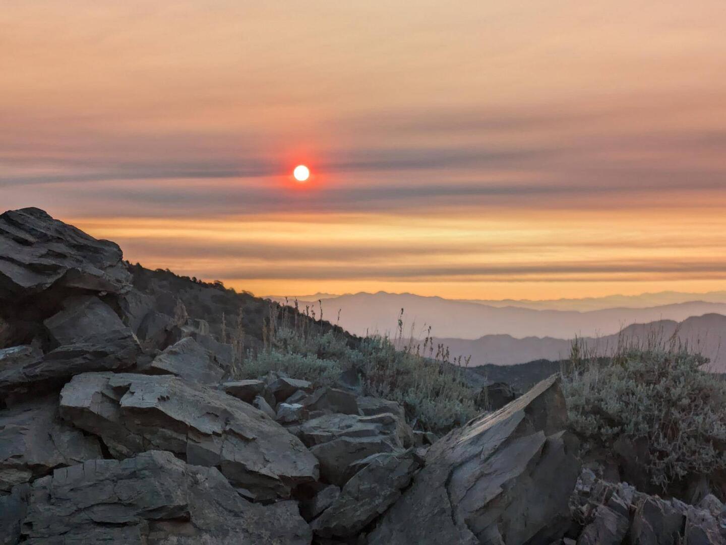 Inyo National forest, bristlecone pine