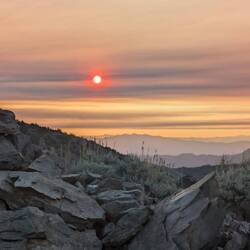 Inyo National forest, bristlecone pine