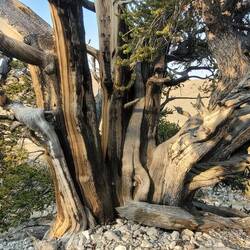 Bristlecone pines, the oldest living trees in three world (+4'000 years old)