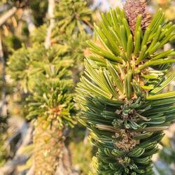 cone of the bristlecone pines trees