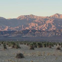 Devil's cornfield 👿 🌽, Death Valley