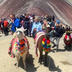Touristenattraktionen Nummer 1, die armen Alpakas 🫣