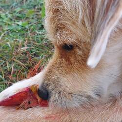 Herr Linguini ergattert den Kopf🐔
