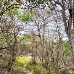 Der Waldweg wird immer schmaler