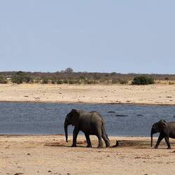 Elefanten mit Hippos im Hintergrund