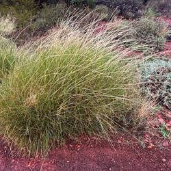 Spinifex. Die Aboriginals betreiben Landschaftspflege mit kontrolliertem Abbrennen dieses Grases.