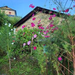 Cosmos were beautiful in this village