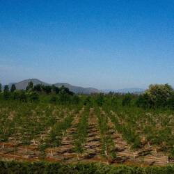 Santa Cruz is in the heart of the wine zone.