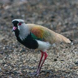 Lapwig at Caburga Lake